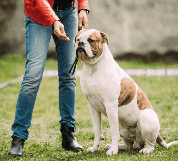 Phoenix dog trainer Phoenix dog trainer