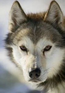 husky dog