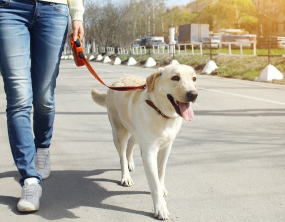 professional dog training in Phoenix AZ professional dog training in Phoenix AZ