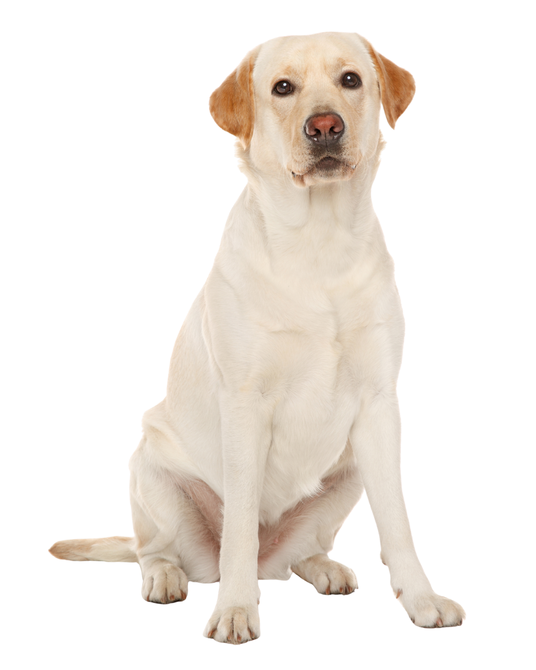 Phoenix Dog Trainer happy lab (1) Phoenix Dog Trainer happy lab (1)